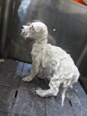ビションフリーゼフントヒュッテ東京トリミングビションフリーゼブリーダー子犬かわいいビションこいぬ都内文京区本駒込ビションメスおんなのこhundehutte100.jpg