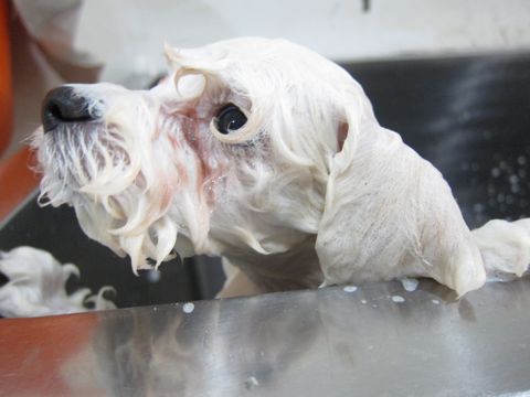 ビションフリーゼフントヒュッテ東京トリミングビションフリーゼブリーダー子犬かわいいビションこいぬ都内文京区本駒込ビションメスおんなのこhundehutte101.jpg