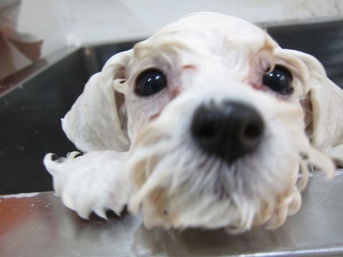 ビションフリーゼフントヒュッテ東京トリミングビションフリーゼブリーダー子犬かわいいビションこいぬ都内文京区本駒込ビションメスおんなのこhundehutte102.jpg