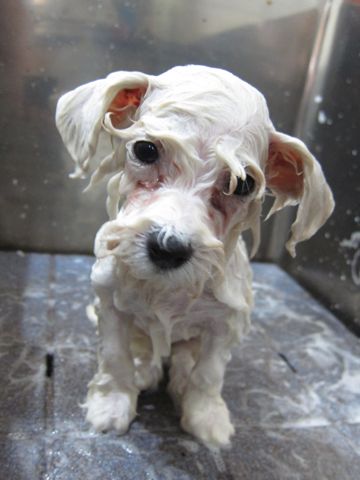 ビションフリーゼフントヒュッテ東京トリミングビションフリーゼブリーダー子犬かわいいビションこいぬ都内文京区本駒込ビションメスおんなのこhundehutte104.jpg