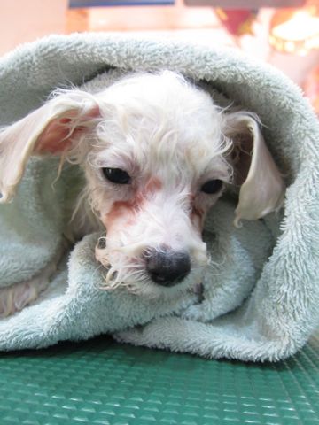 ビションフリーゼフントヒュッテ東京トリミングビションフリーゼブリーダー子犬かわいいビションこいぬ都内文京区本駒込ビションメスおんなのこhundehutte105.jpg