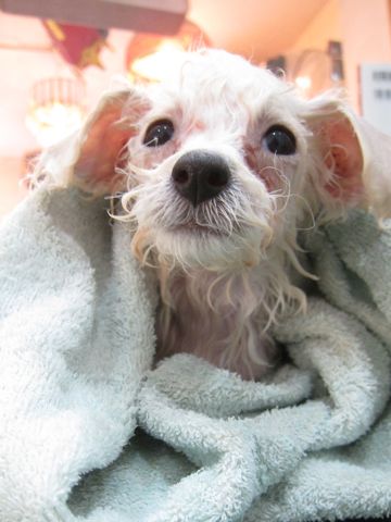 ビションフリーゼフントヒュッテ東京トリミングビションフリーゼブリーダー子犬かわいいビションこいぬ都内文京区本駒込ビションメスおんなのこhundehutte106.jpg