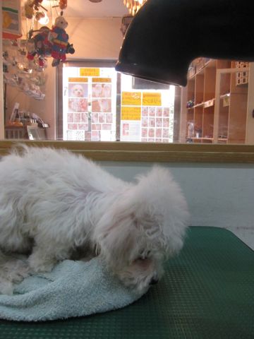 ビションフリーゼフントヒュッテ東京トリミングビションフリーゼブリーダー子犬かわいいビションこいぬ都内文京区本駒込ビションメスおんなのこhundehutte107.jpg