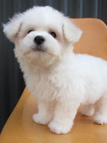 ビションフリーゼフントヒュッテ東京トリミングビションフリーゼブリーダー子犬かわいいビションこいぬ都内文京区本駒込ビションメスおんなのこhundehutte108.jpg