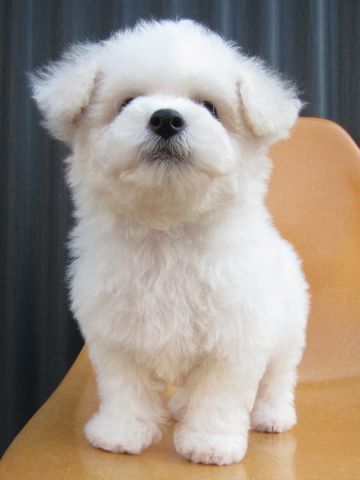 ビションフリーゼフントヒュッテ東京トリミングビションフリーゼブリーダー子犬かわいいビションこいぬ都内文京区本駒込ビションメスおんなのこhundehutte109.jpg