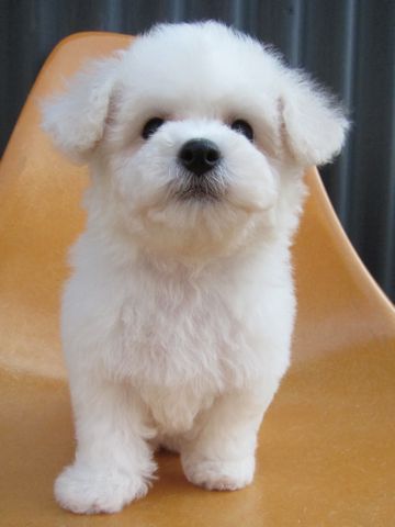 ビションフリーゼフントヒュッテ東京トリミングビションフリーゼブリーダー子犬かわいいビションこいぬ都内文京区本駒込ビションメスおんなのこhundehutte110.jpg