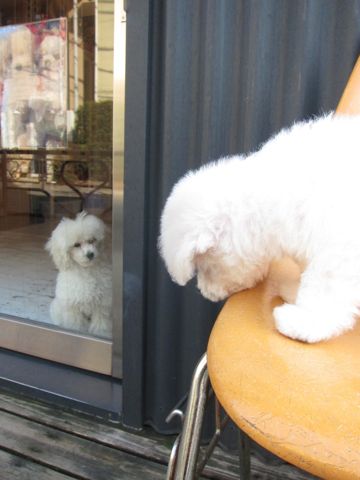 ビションフリーゼフントヒュッテ東京トリミングビションフリーゼブリーダー子犬かわいいビションこいぬ都内文京区本駒込ビションメスおんなのこhundehutte111.jpg