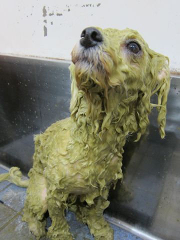 ビションフリーゼトリミング文京区フントヒュッテビションかわいい子犬ナノオゾンペットシャワー使用トリミングサロン都内ビションカット犬ハーブパック効果1.jpg