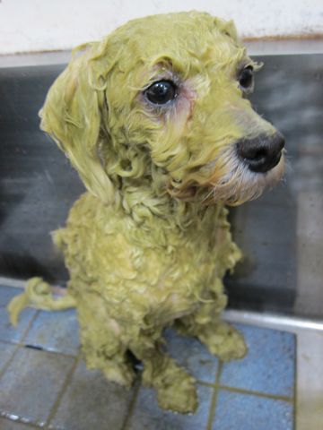 ビションフリーゼトリミング文京区フントヒュッテビションかわいい子犬ナノオゾンペットシャワー使用トリミングサロン都内ビションカット犬ハーブパック効果2.jpg