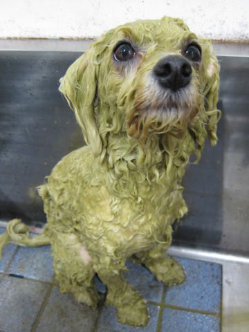 ビションフリーゼトリミング文京区フントヒュッテビションかわいい子犬ナノオゾンペットシャワー使用トリミングサロン都内ビションカット犬ハーブパック効果3.jpg