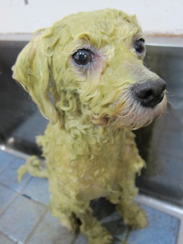 ビションフリーゼトリミング文京区フントヒュッテビションかわいい子犬ナノオゾンペットシャワー使用トリミングサロン都内ビションカット犬ハーブパック効果4.jpg