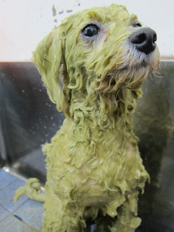 ビションフリーゼトリミング文京区フントヒュッテビションかわいい子犬ナノオゾンペットシャワー使用トリミングサロン都内ビションカット犬ハーブパック効果5.jpg