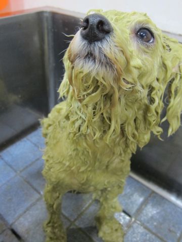 ビションフリーゼトリミング文京区フントヒュッテビションかわいい子犬ナノオゾンペットシャワー使用トリミングサロン都内ビションカット犬ハーブパック効果6.jpg