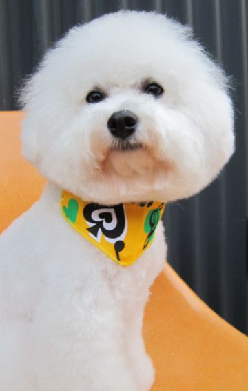 ビションフリーゼトリミング文京区フントヒュッテビションかわいい子犬ナノオゾンペットシャワー使用トリミングサロン都内ビションカット犬ハーブパック効果8.jpg