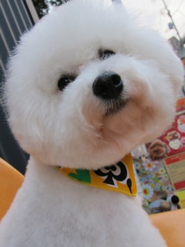 ビションフリーゼトリミング文京区フントヒュッテビションかわいい子犬ナノオゾンペットシャワー使用トリミングサロン都内ビションカット犬ハーブパック効果9.jpg