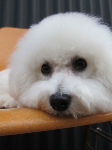 ビションフリーゼトリミング文京区フントヒュッテビションかわいい子犬ナノオゾンペットシャワー使用トリミングサロン都内ビションカット犬ハーブパック効果10.jpg