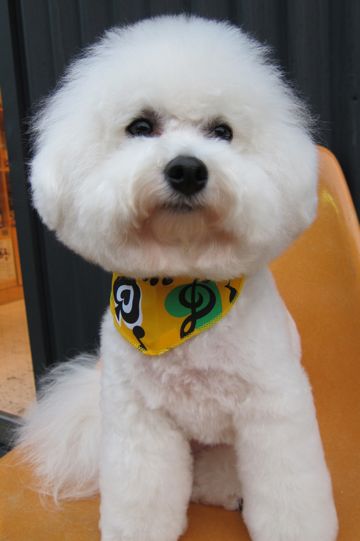 ビションフリーゼトリミング文京区フントヒュッテビションかわいい子犬ナノオゾンペットシャワー使用トリミングサロン都内ビションカット犬ハーブパック効果11.jpg