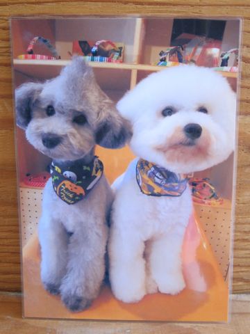 ビションフリーゼトリミング文京区フントヒュッテビションかわいい子犬ナノオゾンペットシャワー使用トリミングサロン都内ビションカット犬ハーブパック効果13.jpg