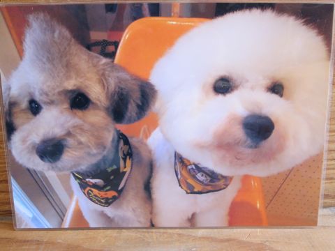 ビションフリーゼトリミング文京区フントヒュッテビションかわいい子犬ナノオゾンペットシャワー使用トリミングサロン都内ビションカット犬ハーブパック効果14.jpg
