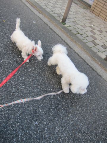 ビションフリーゼトリミング文京区フントヒュッテビションかわいい子犬ナノオゾンペットシャワー使用トリミングサロン都内ビションカット犬ハーブパック効果15.jpg