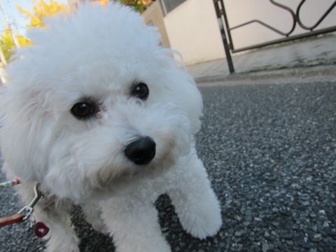 ビションフリーゼトリミング文京区フントヒュッテビションかわいい子犬ナノオゾンペットシャワー使用トリミングサロン都内ビションカット犬ハーブパック効果16.jpg