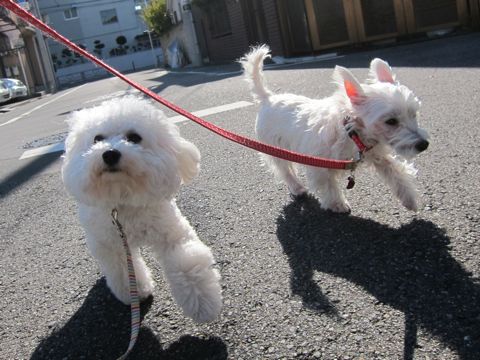 ビションフリーゼトリミング文京区フントヒュッテビションかわいい子犬ナノオゾンペットシャワー使用トリミングサロン都内ビションカット犬ハーブパック効果17.jpg