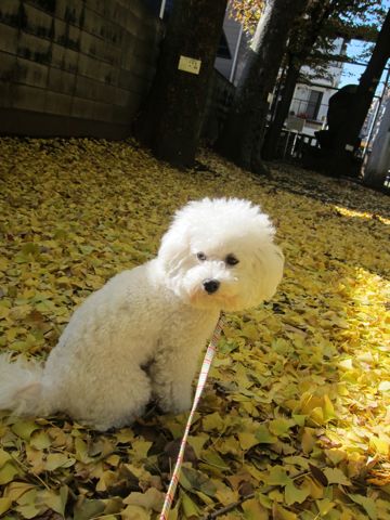 ビションフリーゼトリミング文京区フントヒュッテビションかわいい子犬ナノオゾンペットシャワー使用トリミングサロン都内ビションカット犬ハーブパック効果22.jpg