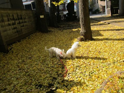 ビションフリーゼトリミング文京区フントヒュッテビションかわいい子犬ナノオゾンペットシャワー使用トリミングサロン都内ビションカット犬ハーブパック効果23.jpg