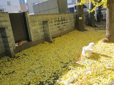 ビションフリーゼトリミング文京区フントヒュッテビションかわいい子犬ナノオゾンペットシャワー使用トリミングサロン都内ビションカット犬ハーブパック効果24.jpg