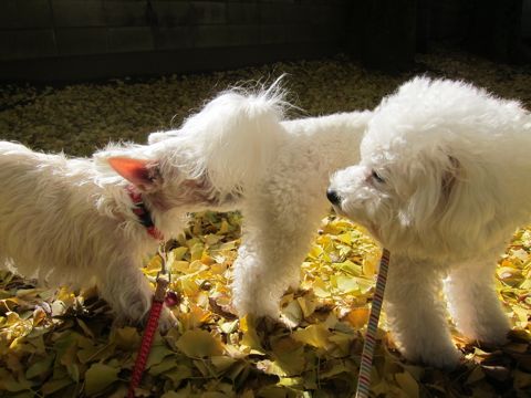 ビションフリーゼトリミング文京区フントヒュッテビションかわいい子犬ナノオゾンペットシャワー使用トリミングサロン都内ビションカット犬ハーブパック効果25.jpg