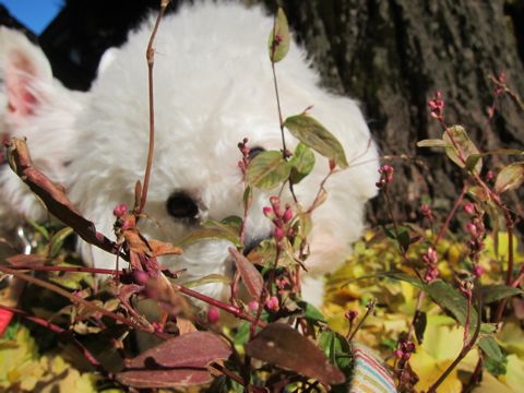 ビションフリーゼトリミング文京区フントヒュッテビションかわいい子犬ナノオゾンペットシャワー使用トリミングサロン都内ビションカット犬ハーブパック効果26.jpg