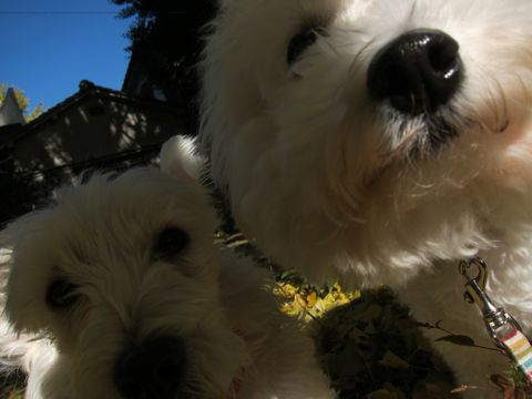 ビションフリーゼトリミング文京区フントヒュッテビションかわいい子犬ナノオゾンペットシャワー使用トリミングサロン都内ビションカット犬ハーブパック効果27.jpg