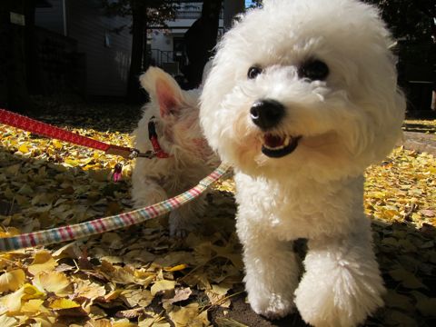 ビションフリーゼトリミング文京区フントヒュッテビションかわいい子犬ナノオゾンペットシャワー使用トリミングサロン都内ビションカット犬ハーブパック効果28.jpg