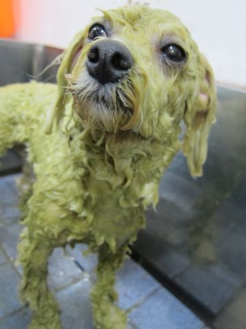 ビションフリーゼトリミング文京区フントヒュッテビションかわいい子犬ナノオゾンペットシャワー使用トリミングサロン都内ビションカット犬ハーブパック効果29.jpg