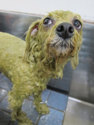 ビションフリーゼトリミング文京区フントヒュッテビションかわいい子犬ナノオゾンペットシャワー使用トリミングサロン都内ビションカット犬ハーブパック効果30.jpg