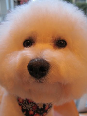 ビションフリーゼトリミング文京区フントヒュッテビションかわいい子犬ナノオゾンペットシャワー使用トリミングサロン都内ビションカット犬ハーブパック効果31.jpg