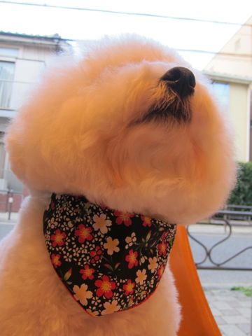 ビションフリーゼトリミング文京区フントヒュッテビションかわいい子犬ナノオゾンペットシャワー使用トリミングサロン都内ビションカット犬ハーブパック効果32.jpg