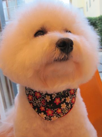 ビションフリーゼトリミング文京区フントヒュッテビションかわいい子犬ナノオゾンペットシャワー使用トリミングサロン都内ビションカット犬ハーブパック効果33.jpg