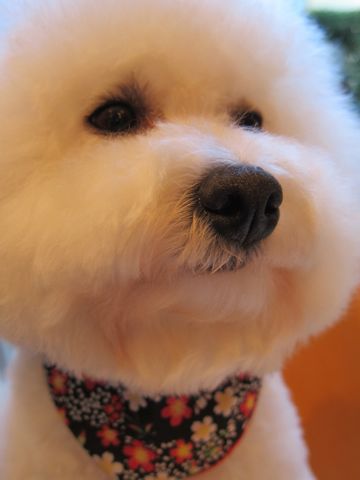 ビションフリーゼトリミング文京区フントヒュッテビションかわいい子犬ナノオゾンペットシャワー使用トリミングサロン都内ビションカット犬ハーブパック効果34.jpg