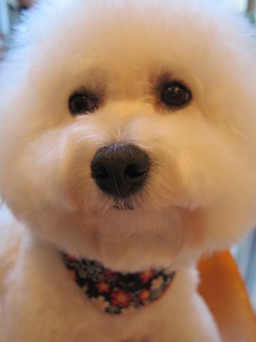 ビションフリーゼトリミング文京区フントヒュッテビションかわいい子犬ナノオゾンペットシャワー使用トリミングサロン都内ビションカット犬ハーブパック効果35.jpg