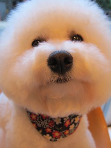 ビションフリーゼトリミング文京区フントヒュッテビションかわいい子犬ナノオゾンペットシャワー使用トリミングサロン都内ビションカット犬ハーブパック効果36.jpg