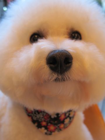 ビションフリーゼトリミング文京区フントヒュッテビションかわいい子犬ナノオゾンペットシャワー使用トリミングサロン都内ビションカット犬ハーブパック効果37.jpg
