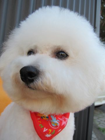 ビションフリーゼトリミング文京区フントヒュッテビションかわいい子犬ナノオゾンペットシャワー使用トリミングサロン都内ビションカット犬ハーブパック効果38.jpg