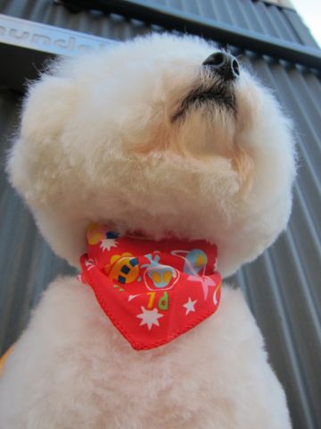 ビションフリーゼトリミング文京区フントヒュッテビションかわいい子犬ナノオゾンペットシャワー使用トリミングサロン都内ビションカット犬ハーブパック効果39.jpg