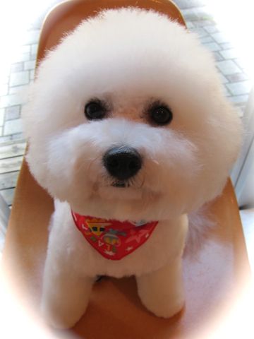 ビションフリーゼトリミング文京区フントヒュッテビションかわいい子犬ナノオゾンペットシャワー使用トリミングサロン都内ビションカット犬ハーブパック効果40.jpg
