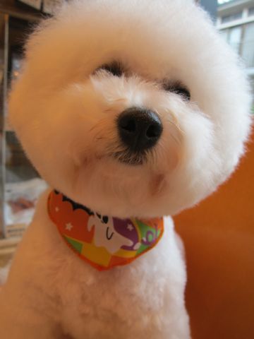 ビションフリーゼトリミング文京区フントヒュッテビションかわいい子犬ナノオゾンペットシャワー使用トリミングサロン都内ビションカット犬ハーブパック効果41.jpg