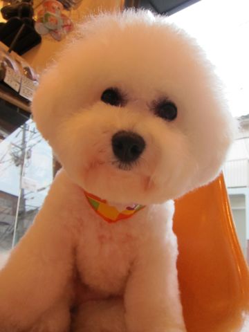 ビションフリーゼトリミング文京区フントヒュッテビションかわいい子犬ナノオゾンペットシャワー使用トリミングサロン都内ビションカット犬ハーブパック効果42.jpg