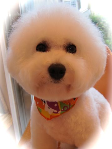 ビションフリーゼトリミング文京区フントヒュッテビションかわいい子犬ナノオゾンペットシャワー使用トリミングサロン都内ビションカット犬ハーブパック効果44.jpg