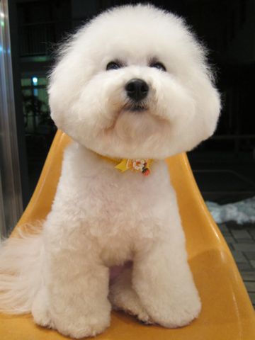 ビションフリーゼトリミング文京区フントヒュッテビションかわいい子犬ナノオゾンペットシャワー使用トリミングサロン都内ビションカット犬ハーブパック効果a.jpg