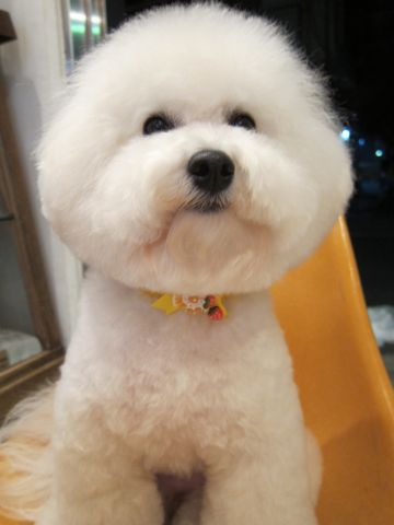 ビションフリーゼトリミング文京区フントヒュッテビションかわいい子犬ナノオゾンペットシャワー使用トリミングサロン都内ビションカット犬ハーブパック効果c.jpg